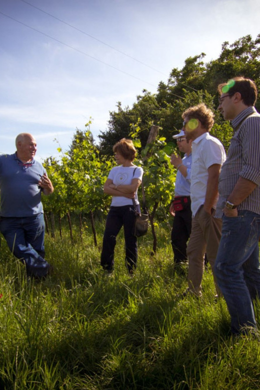 Winery Tour & Tasting on Padua Hills - Walking among pergola and Guyot vines
